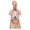 Man Anatomy Model Assembly Kit Vintage Bull Mark All Plastic