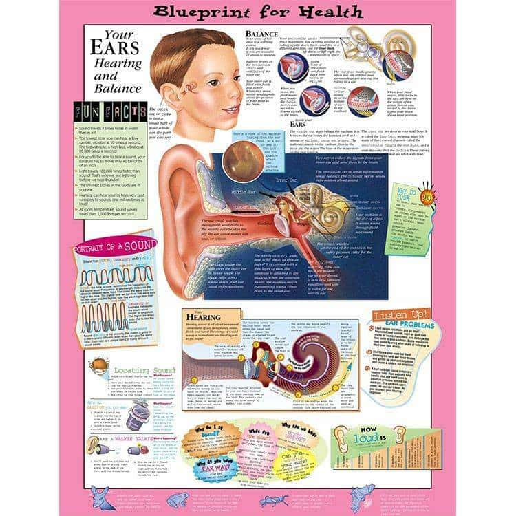 Wolters Kluwer Your Skeleton Laminated Anatomical Chart