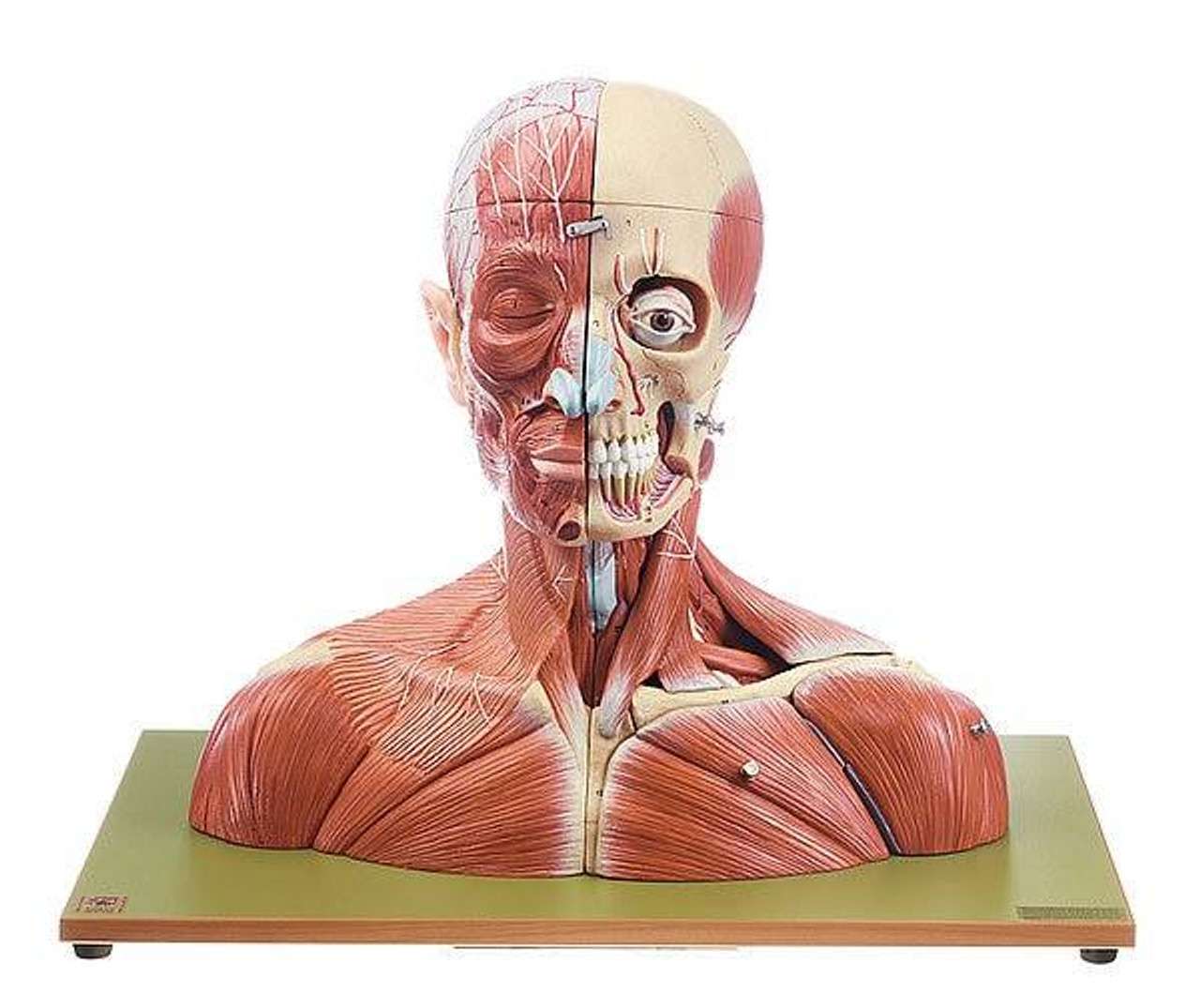 SOMSO 19-Part Life-Size Head and Neck Anatomy Model
