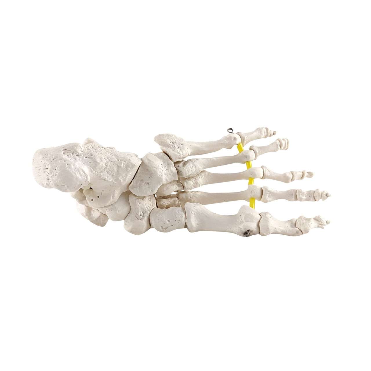 Axis Scientific Foot Skeleton with Ankle with Elastic
