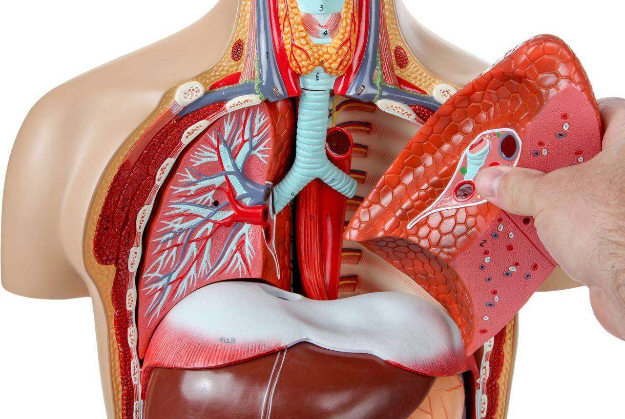 Axis Scientific 27-Part Dual-Sex Life-Size Torso with Open