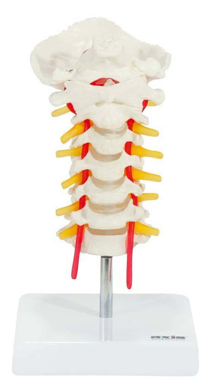 Axis Scientific Cervical Vertebral Column with Spinal Nerves