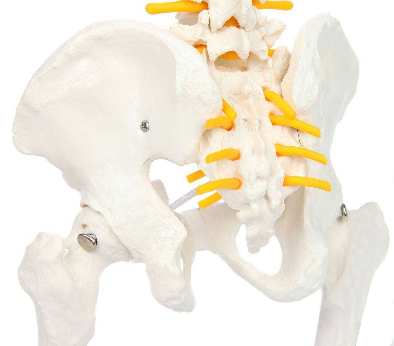 Axis Scientific Miniature Human Spine with Femur Heads