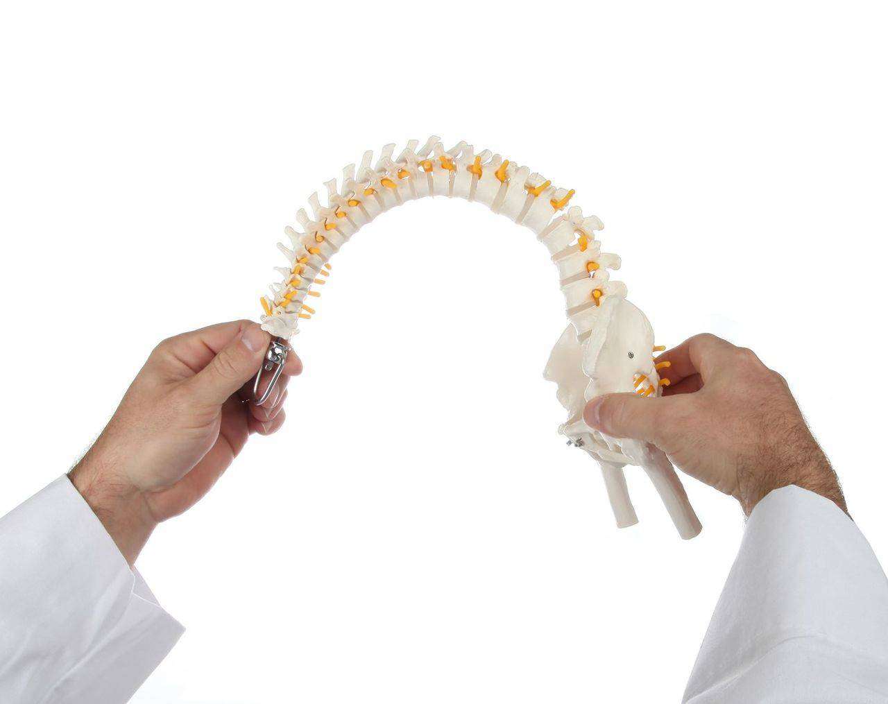 Axis Scientific Miniature Human Spine with Femur Heads Axis Scientific Miniature Human Spine with Femur Heads