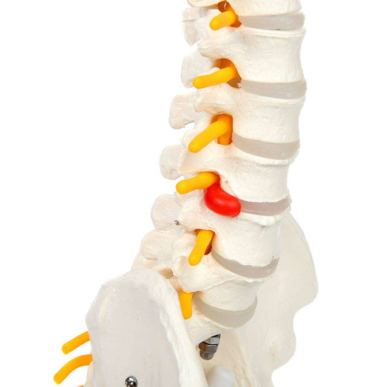 Axis Scientific Miniature Human Spine with Femur Heads