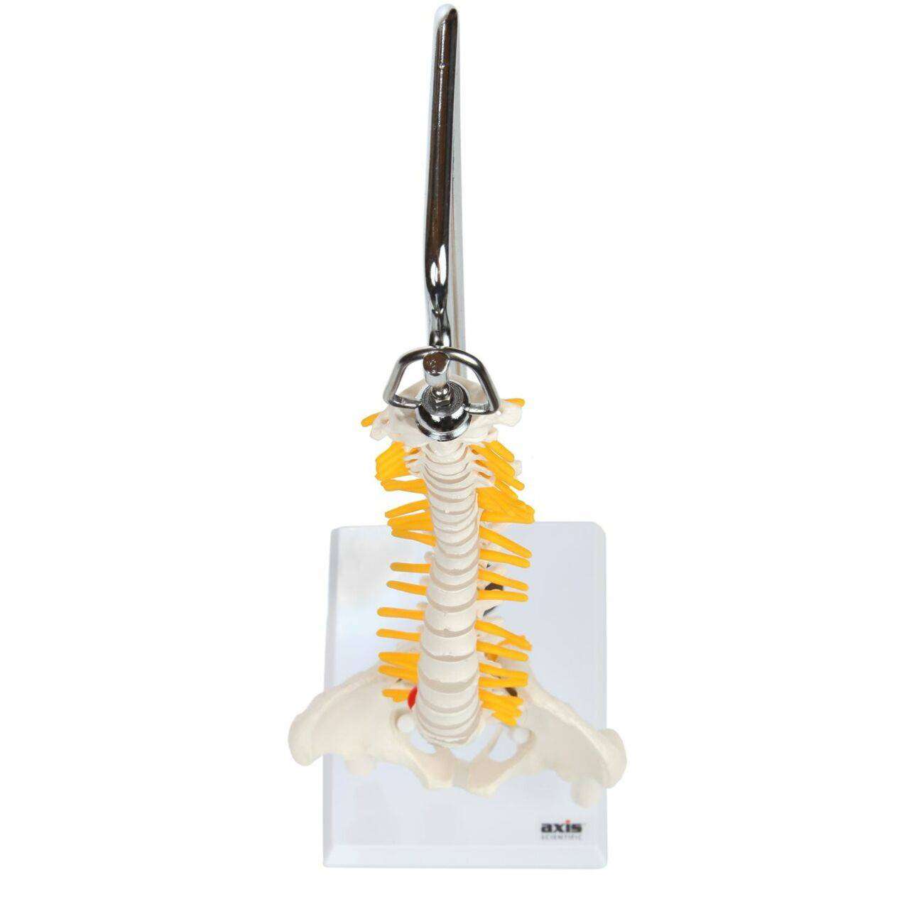 Axis Scientific Miniature Human Spine with Femur Heads Axis Scientific Miniature Human Spine with Femur Heads