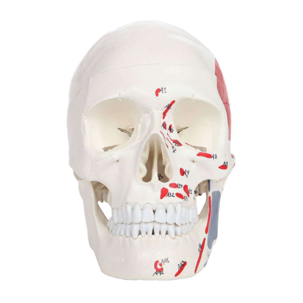 Amazon.com: READAEER Resin Skull, Human Head Model for Home