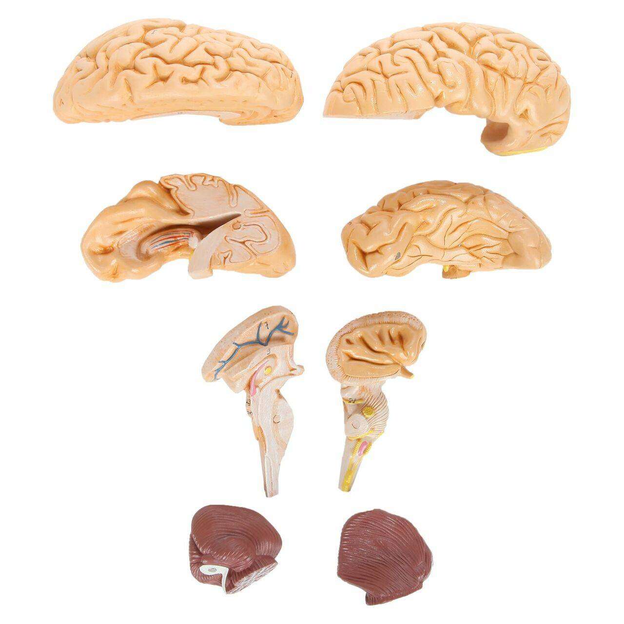 3B Anatomical Model - Classic Human Skull Model with 8 part Brain 3B Anatomical Model - Classic Human Skull Model with 8 part Brain