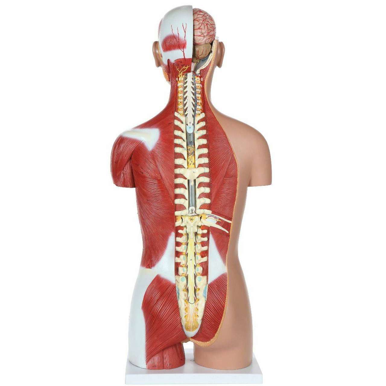 高い信頼 厚い信頼 Dual-Sex Life-Size Scientific Axis 28-Part Human Muscled ミニカー