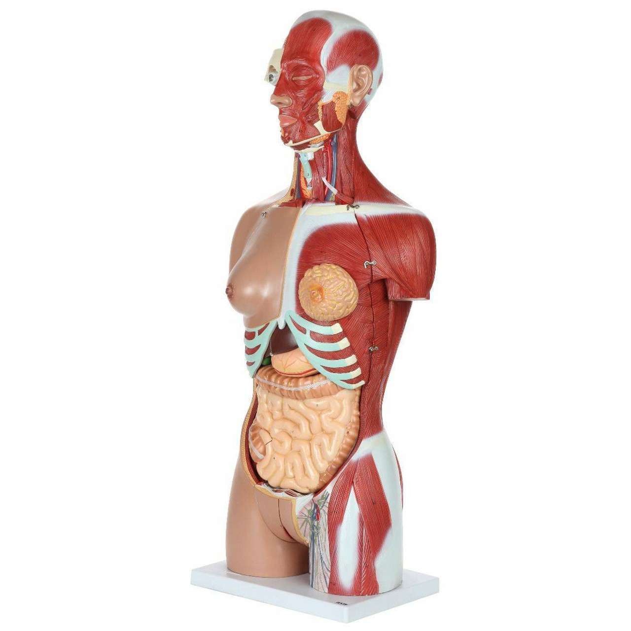 【楽天カード分割】 Scientific Axis Life-Size Human Muscled 28-Part Dual-Sex ミニカー