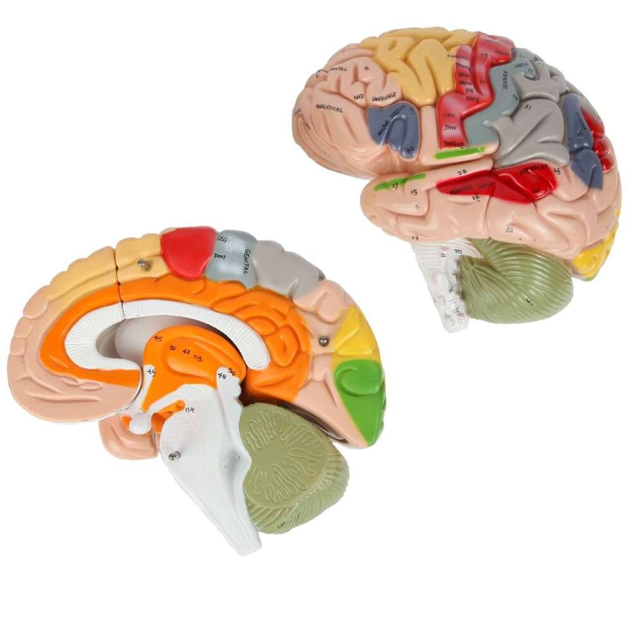 Axis Scientific 1.5 Times Life-Size Deluxe 4-Part Brain
