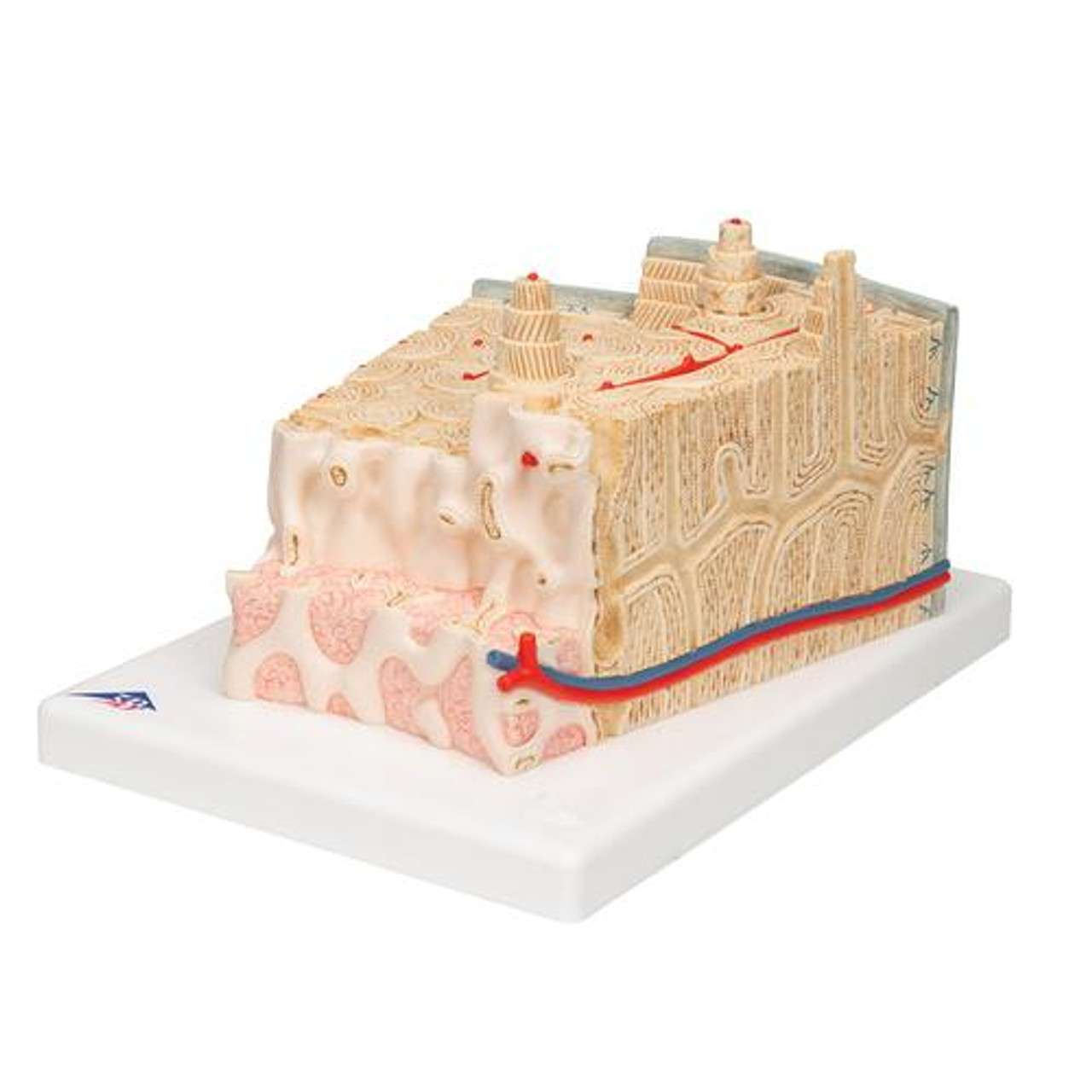 3B Scientific Microanatomy Bone Structure Anatomy Model 3B Scientific Microanatomy Bone Structure Anatomy Model