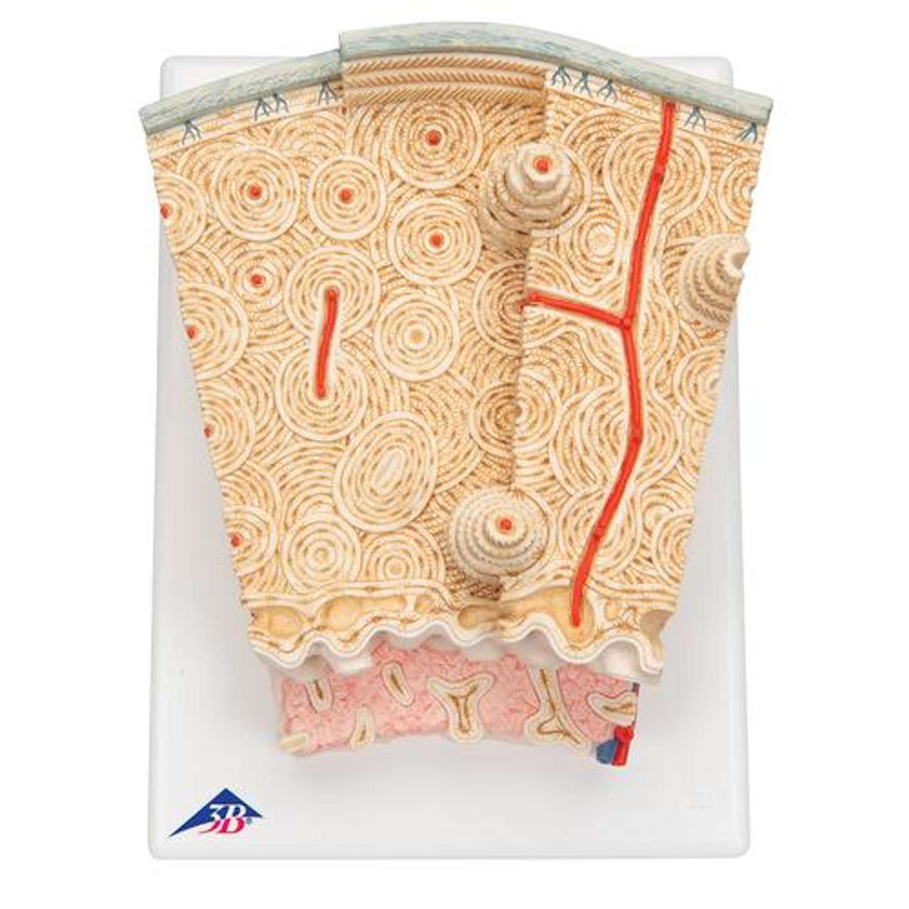3B Scientific Microanatomy Bone Structure Anatomy Model 3B Scientific Microanatomy Bone Structure Anatomy Model