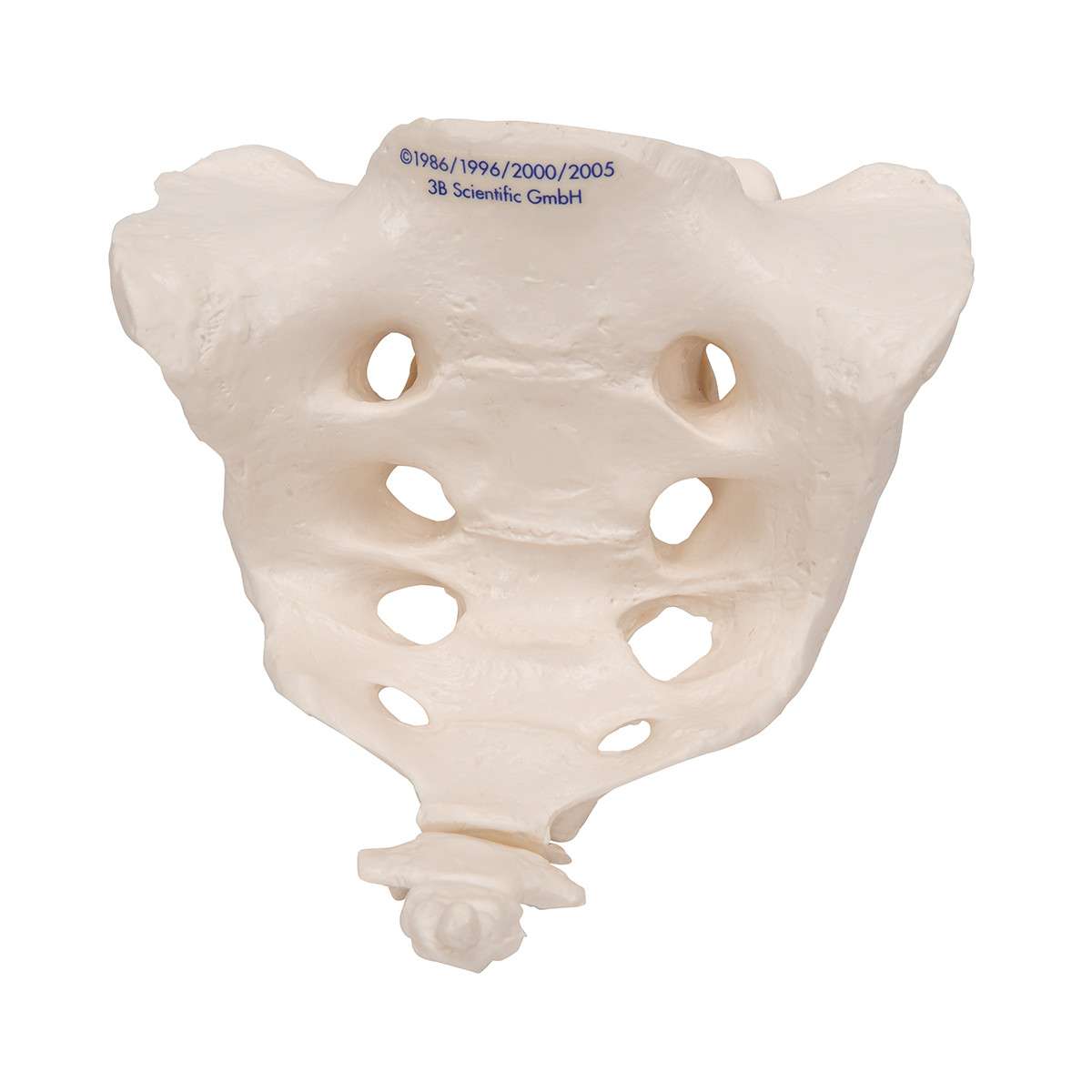 Sacrum And Coccyx Anatomy The Spine Anatomy And Function sacrum-and-coccyx-anatomy-the-spine-anatomy-and-function