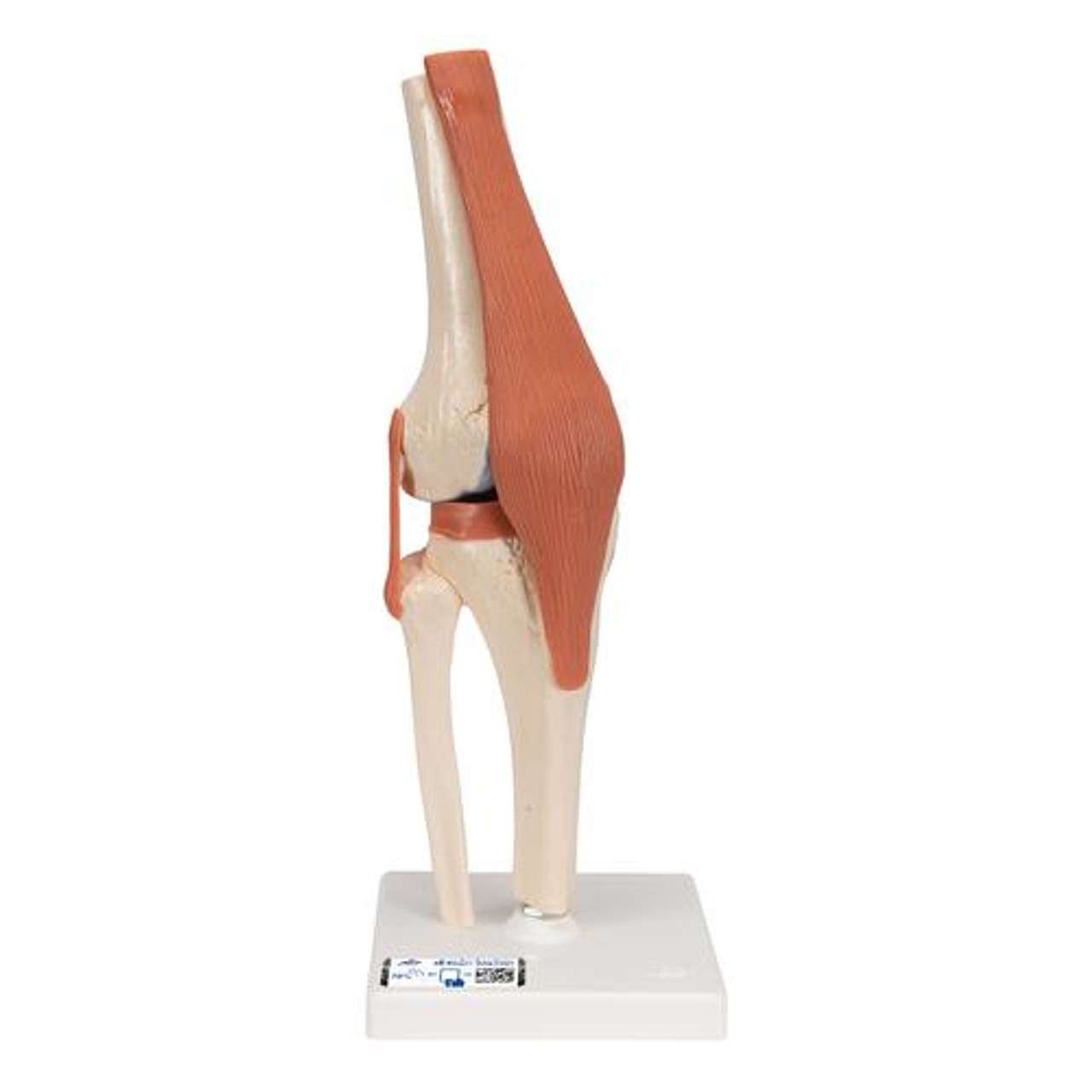 3B Scientific Deluxe Functional Knee Joint Anatomy Model 3B Scientific Deluxe Functional Knee Joint Anatomy Model