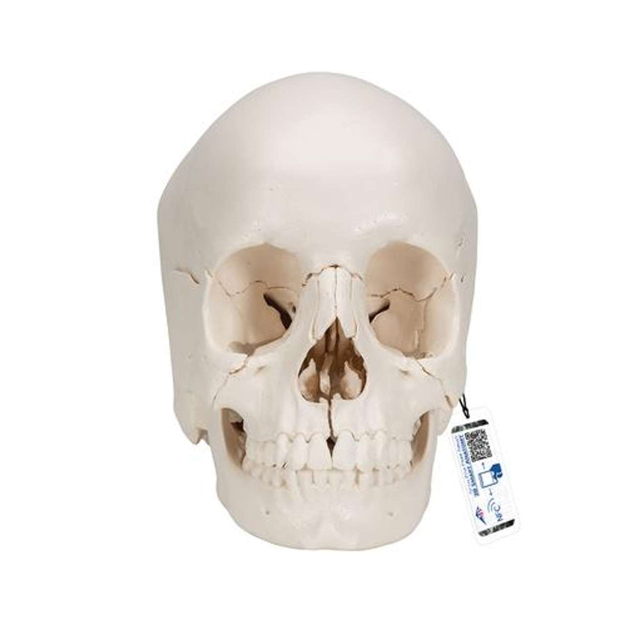 3B Anatomical Model - Adult Human Skull Model, Bone Colored Version, 22 part 3B Anatomical Model - Adult Human Skull Model, Bone Colored Version, 22 part