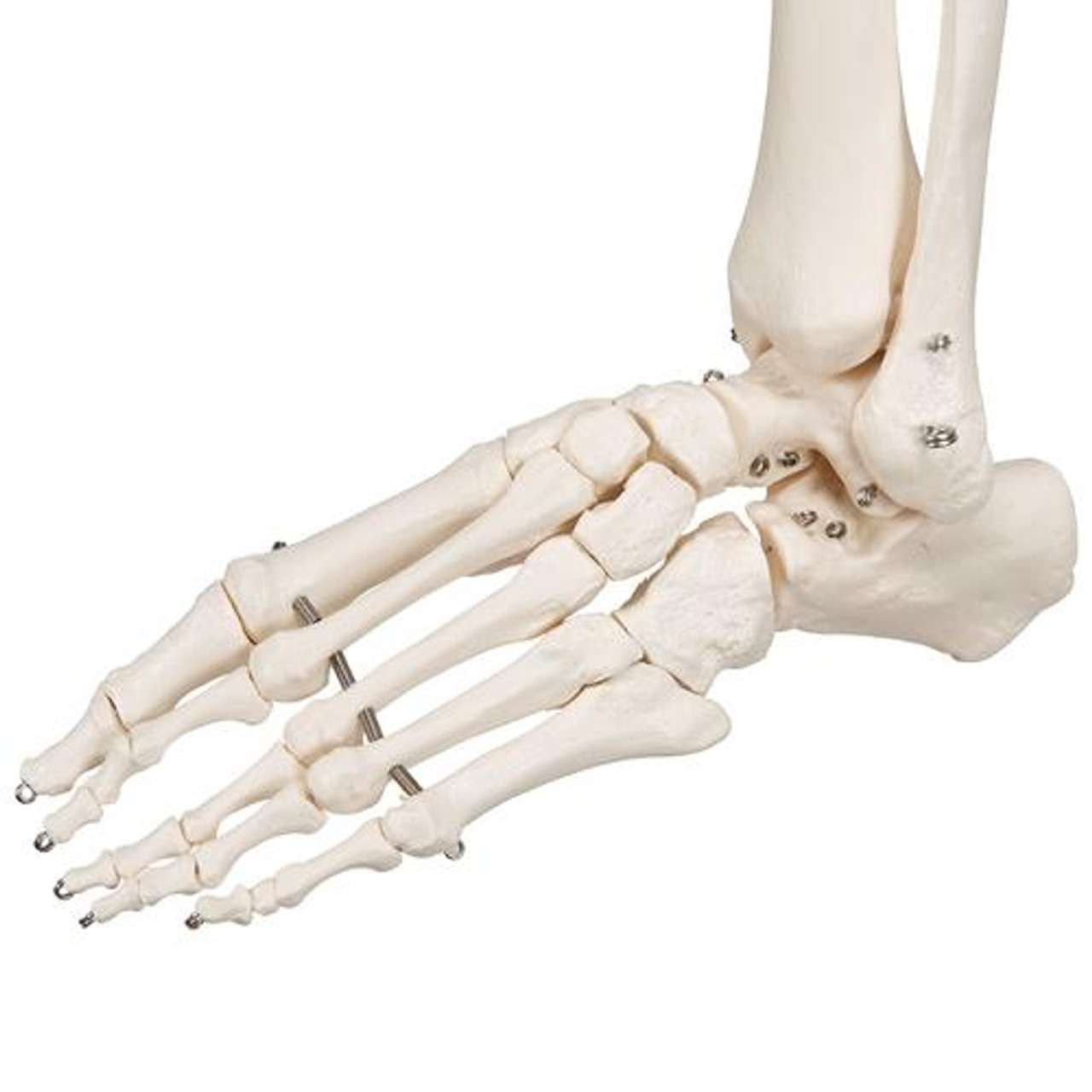 3B Scientific Life Size Human Skeleton Model | A10