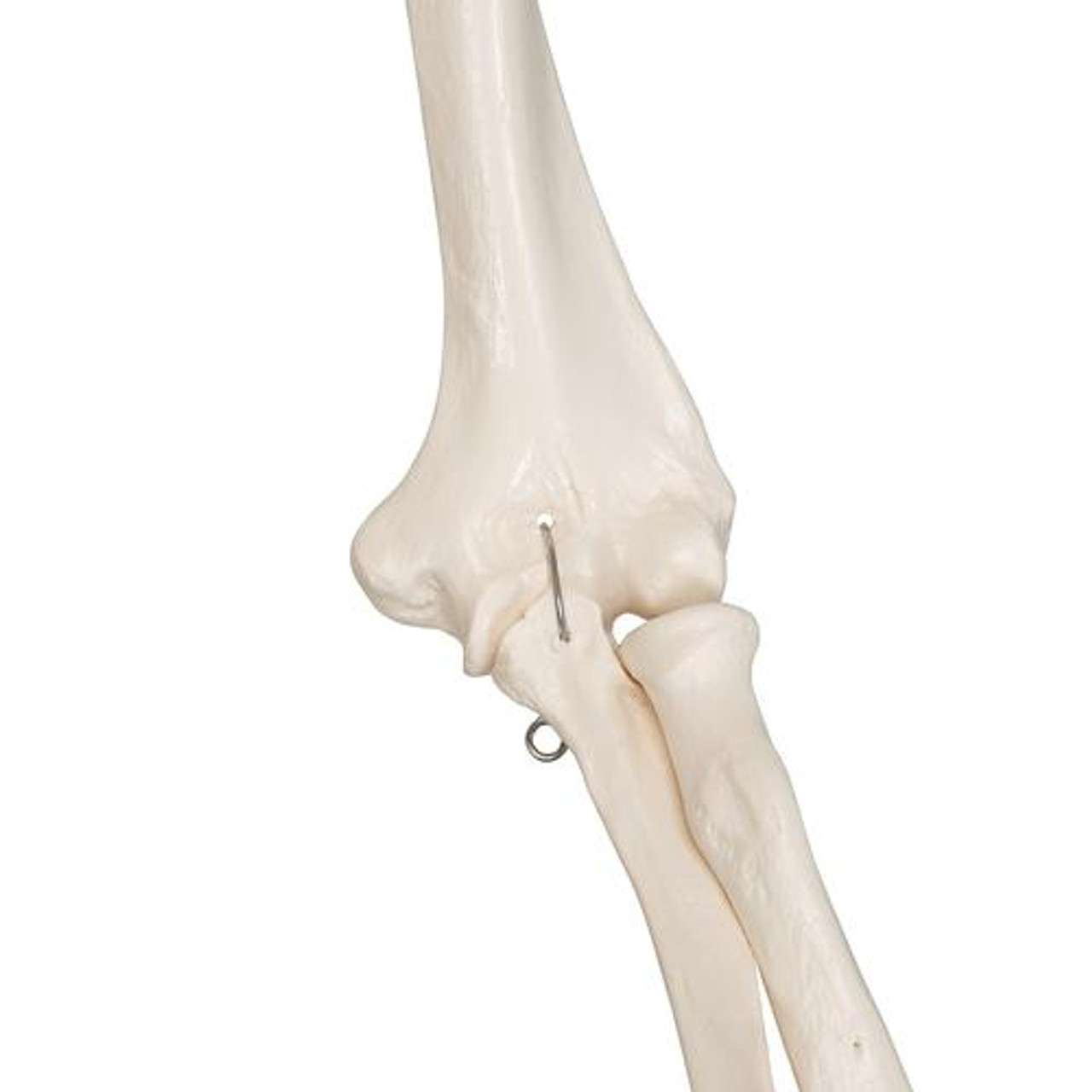 3B Scientific Classic Stan Human Skeleton Anatomy Model