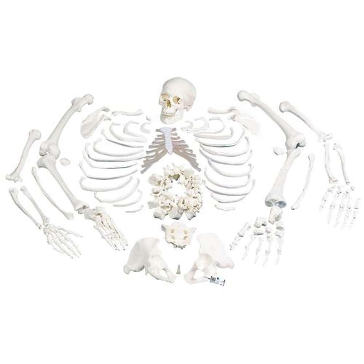 3B Anatomical Model - Disarticulated Half Skeleton 3B Anatomical Model - Disarticulated Half Skeleton