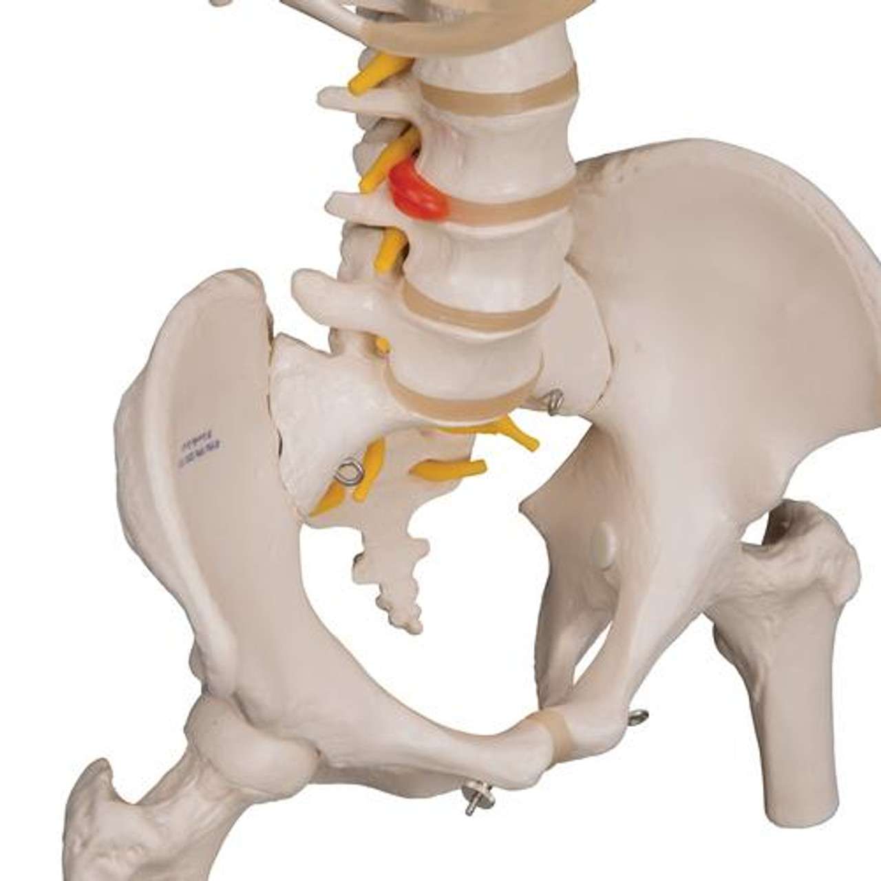 3B Anatomical Model - Classic Flexible Human Spine Model 3B Anatomical Model - Classic Flexible Human Spine Model