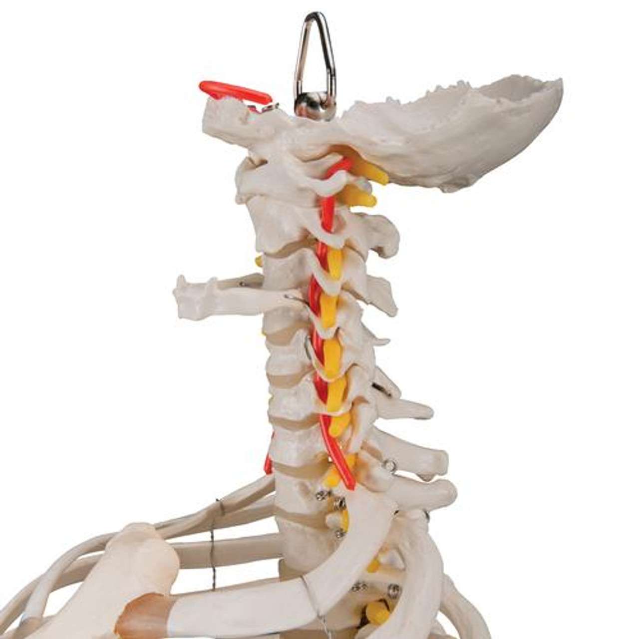 3B Anatomical Model - Classic Flex Spine with Femur 3B Anatomical Model - Classic Flex Spine with Femur