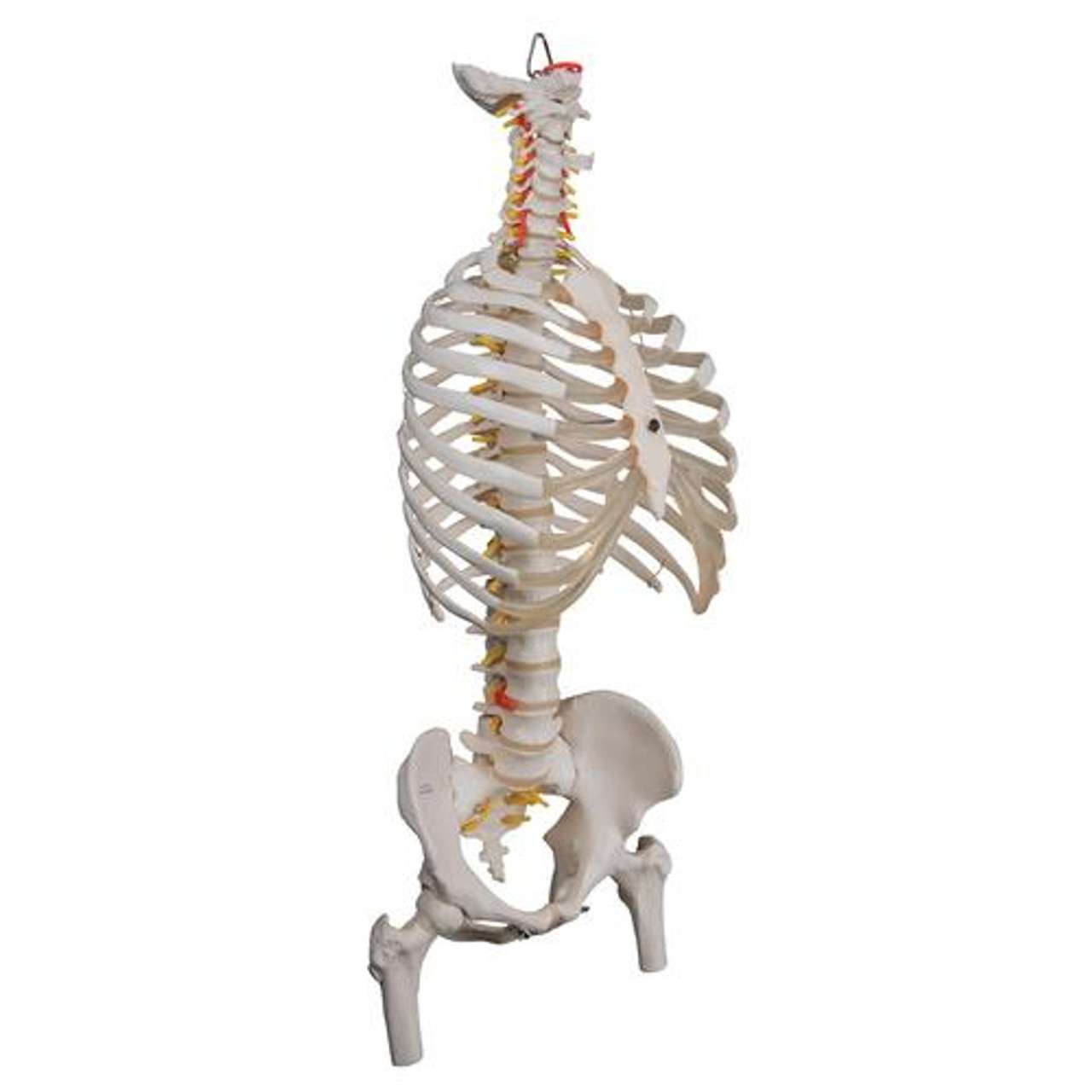 3B Anatomical Model - Classic Flexible Human Spine Model with Ribs & Femur Heads 3B Anatomical Model - Classic Flexible Human Spine Model with Ribs & Femur Heads
