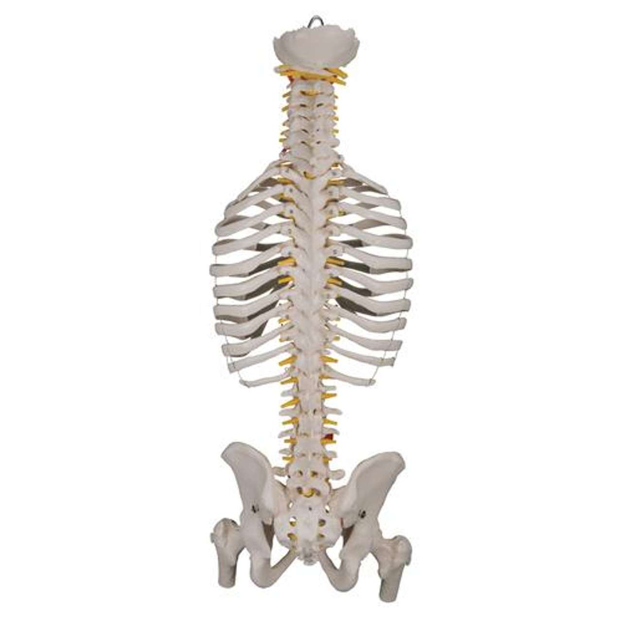 3B Anatomical Model - Classic Flexible Human Spine Model with Ribs & Femur Heads 3B Anatomical Model - Classic Flexible Human Spine Model with Ribs & Femur Heads