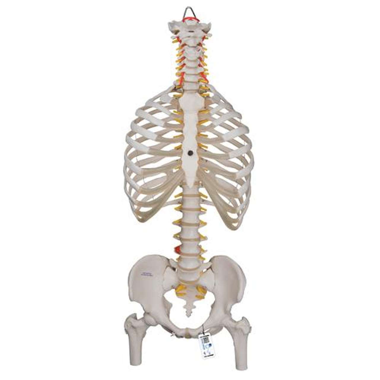 3B Anatomical Model - Classic Flexible Human Spine Model 3B Anatomical Model - Classic Flexible Human Spine Model