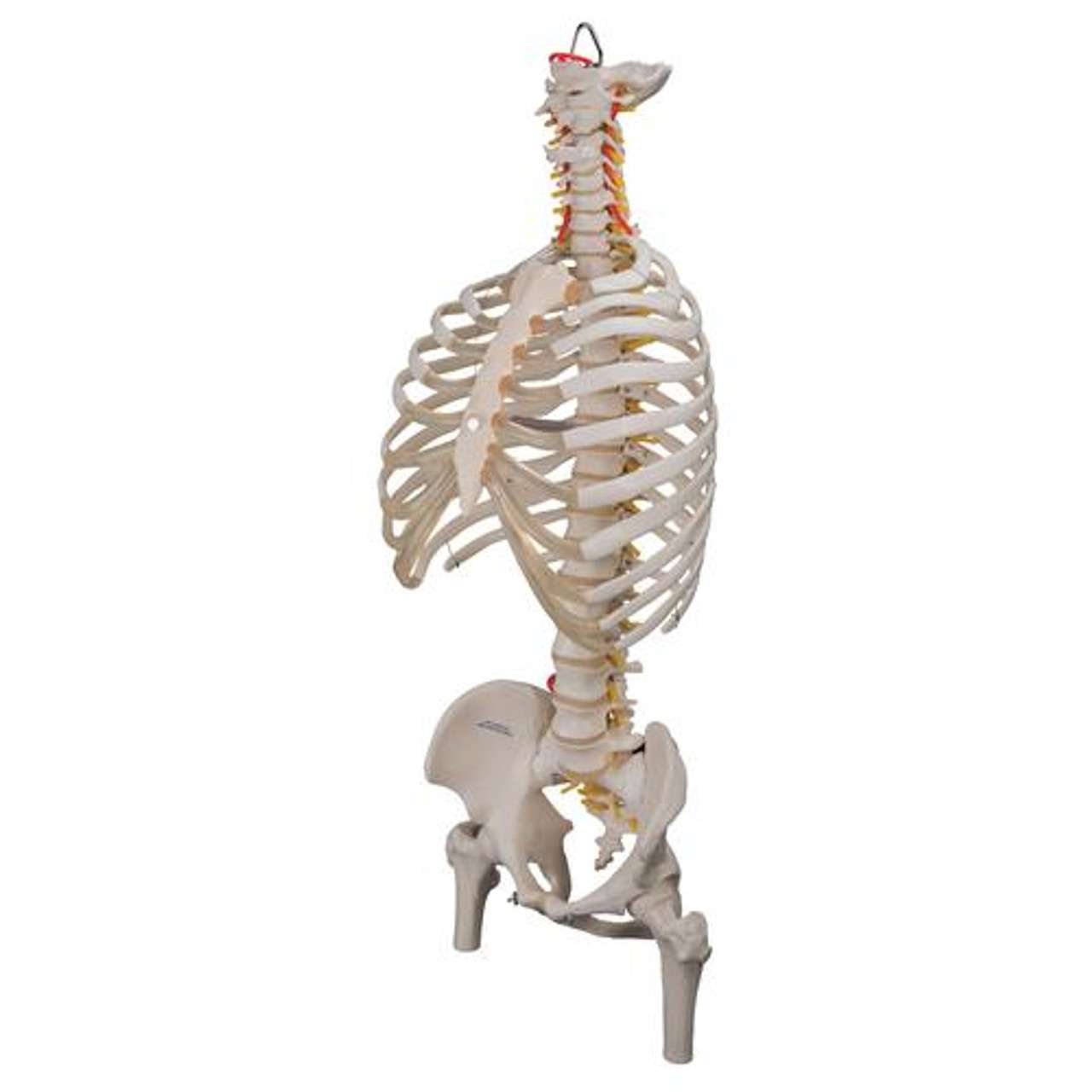 3B Anatomical Model - Classic Flexible Human Spine Model with Ribs & Femur Heads 3B Anatomical Model - Classic Flexible Human Spine Model with Ribs & Femur Heads