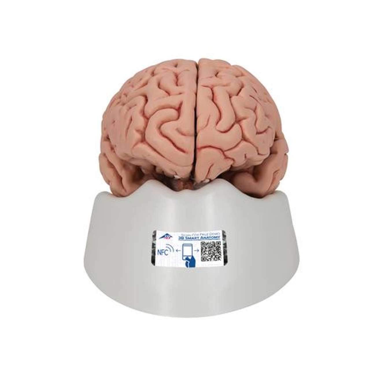 3B Anatomical Model - classic Human brain model 5-part 3B Anatomical Model - classic Human brain model 5-part