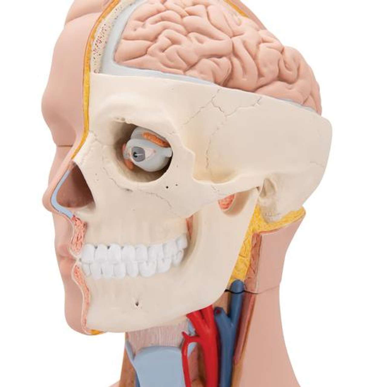 Human Torso Model | Life-Size Torso Model | Anatomical