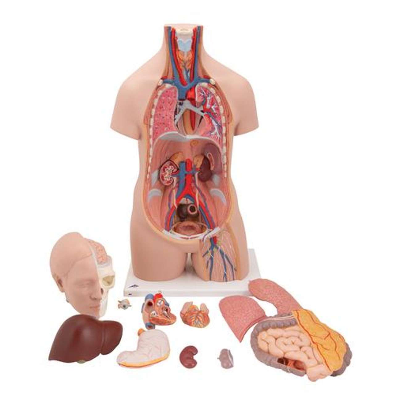3B Anatomical Model - Classic Unisex Human Torso Model, 12 part 3B Anatomical Model - Classic Unisex Human Torso Model, 12 part