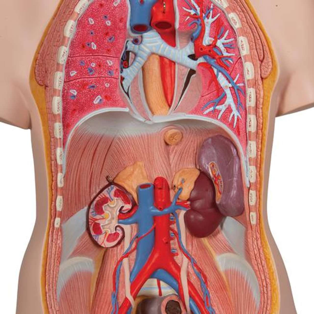 3B Anatomical Model - Classic Unisex Human Torso Model, 12 part 3B Anatomical Model - Classic Unisex Human Torso Model, 12 part