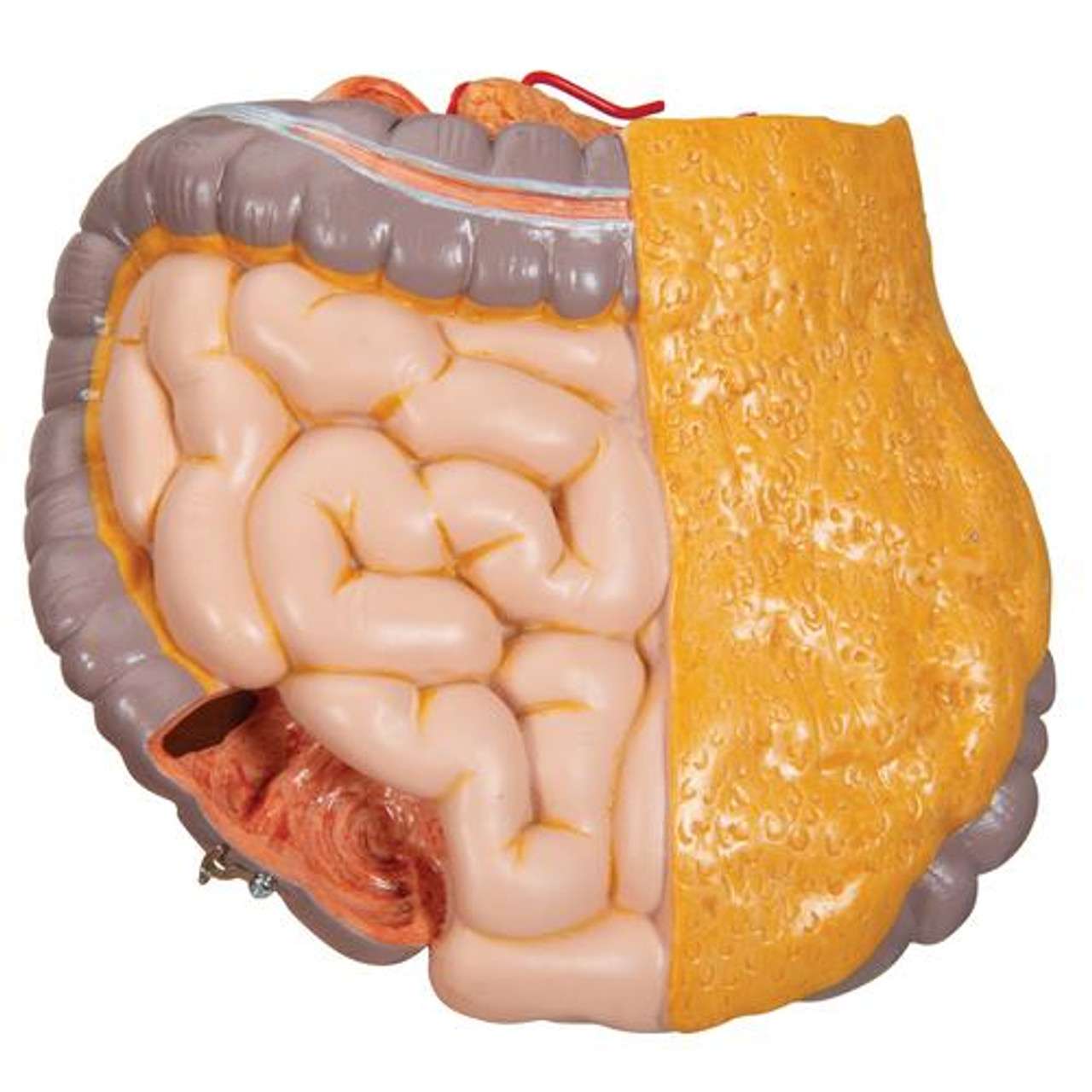 3B Scientific Classic Unisex Human Torso Anatomy Model (12