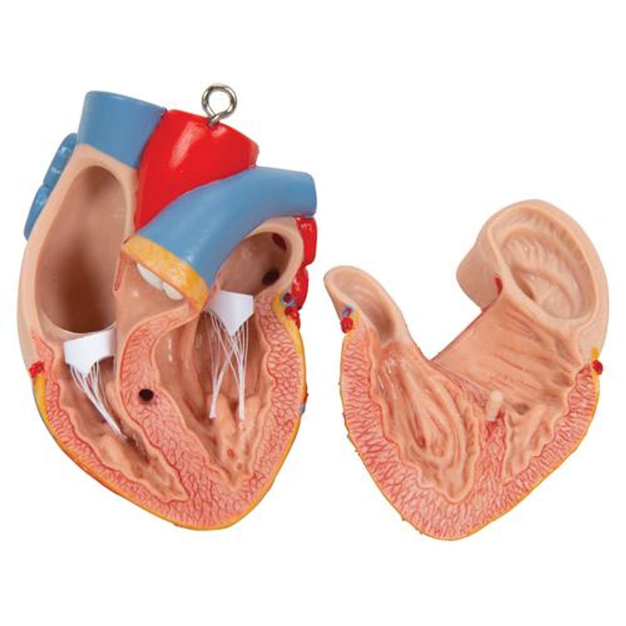 Human Torso Model | Life-Size Torso Model | Anatomical
