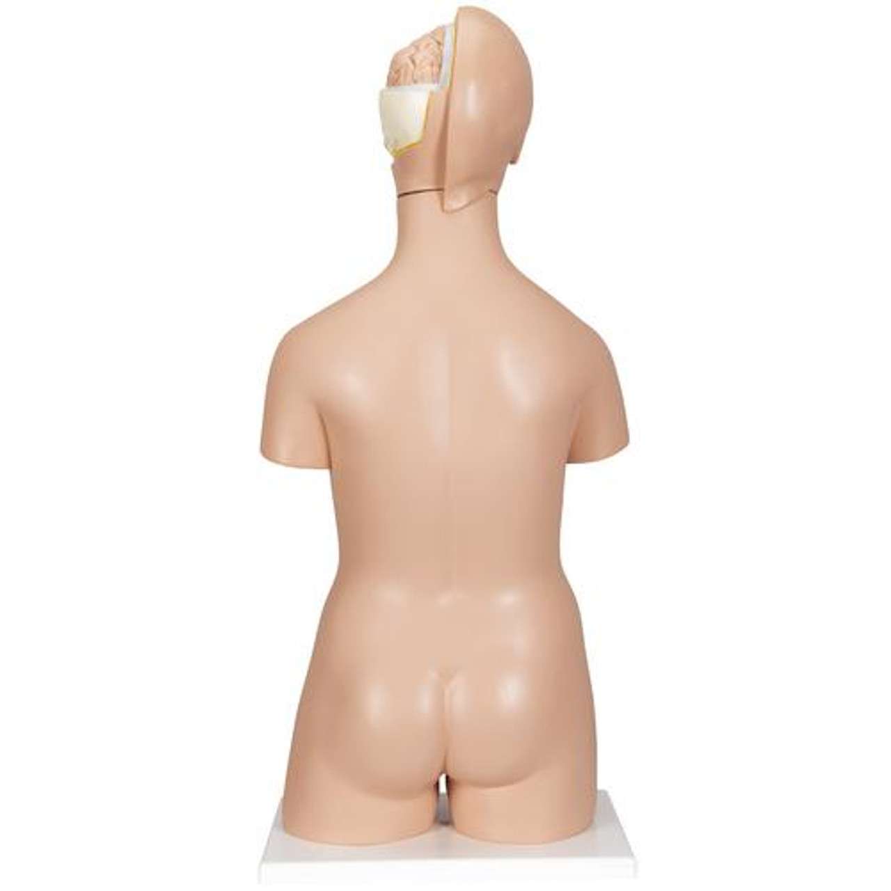 3B Anatomical Model - Deluxe Dual Sex Human Torso Model, 20 part 3B Anatomical Model - Deluxe Dual Sex Human Torso Model, 20 part