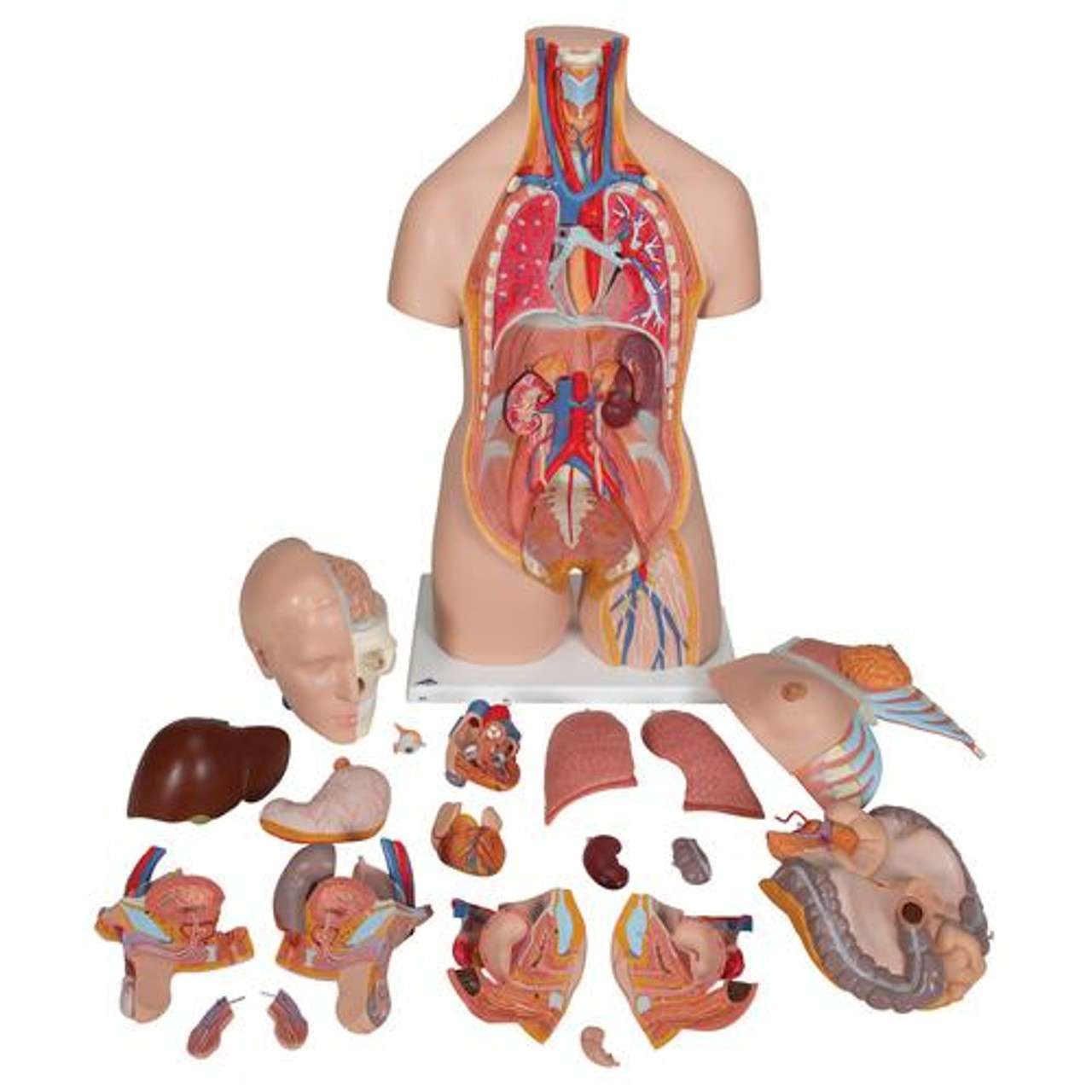3B Anatomical Model - Deluxe Dual Sex Human Torso Model, 20 part 3B Anatomical Model - Deluxe Dual Sex Human Torso Model, 20 part