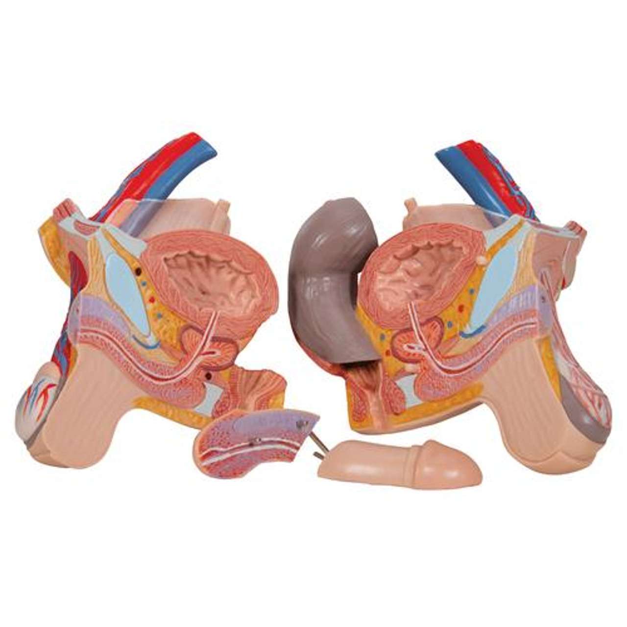 3B Anatomical Model - Deluxe Dual Sex Human Torso Model, 20 part 3B Anatomical Model - Deluxe Dual Sex Human Torso Model, 20 part
