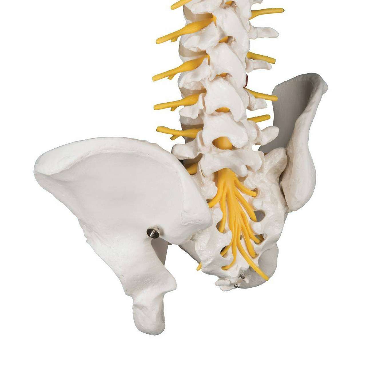 3B Anatomical Model - Deluxe Flexible Human Spine Model with Sacral Opening 3B Anatomical Model - Deluxe Flexible Human Spine Model with Sacral Opening