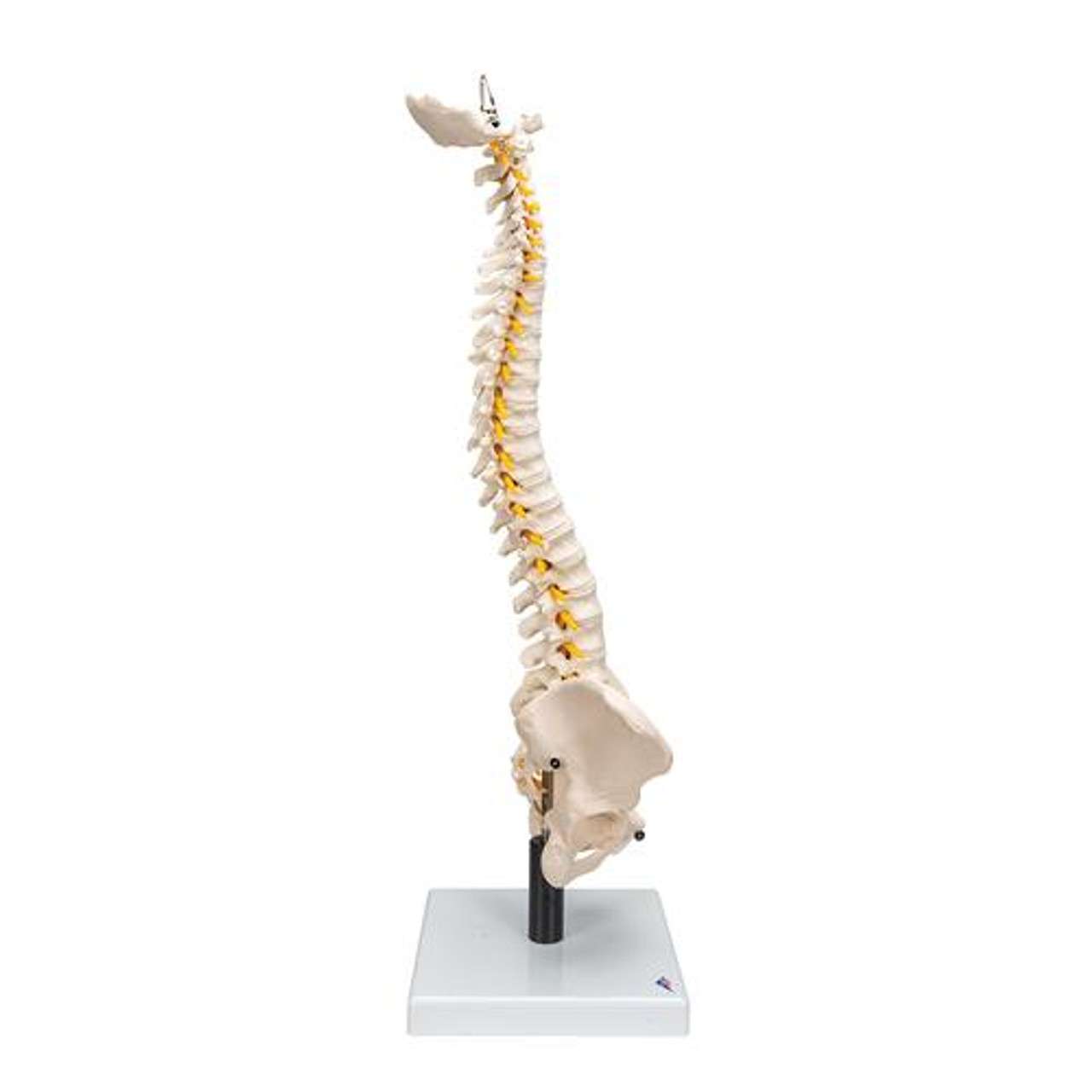 3B Scientific Flexible Human Spine Anatomy Model With Foam