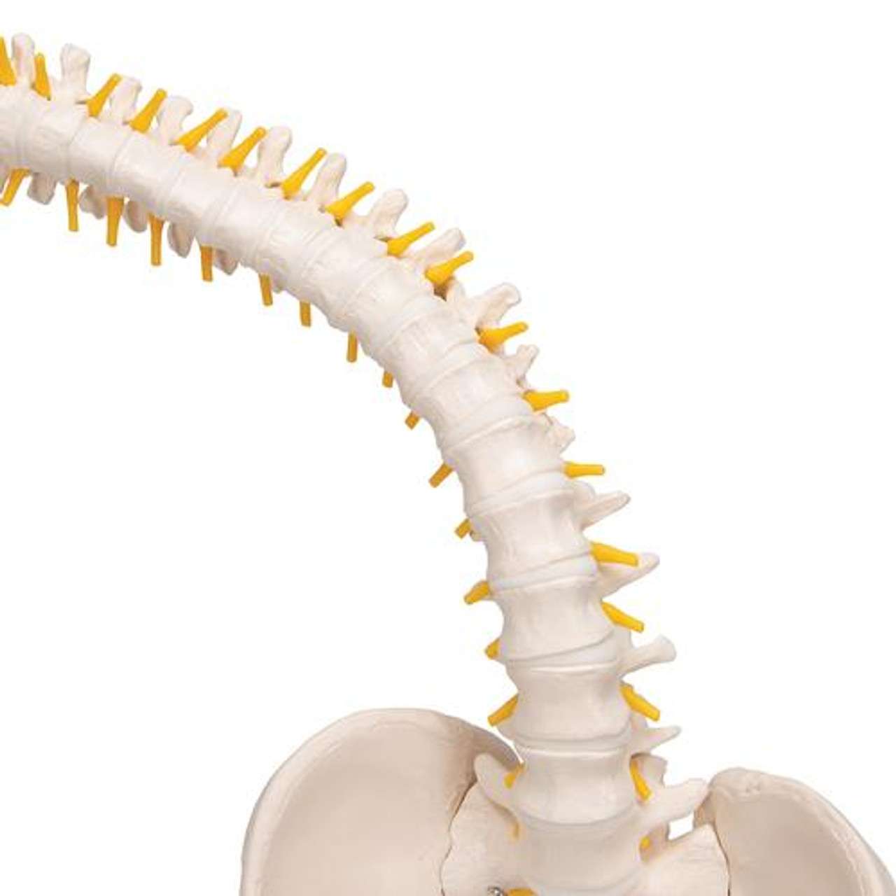 Amazon.com: New-Horizon Scientific Spinal Cord Model