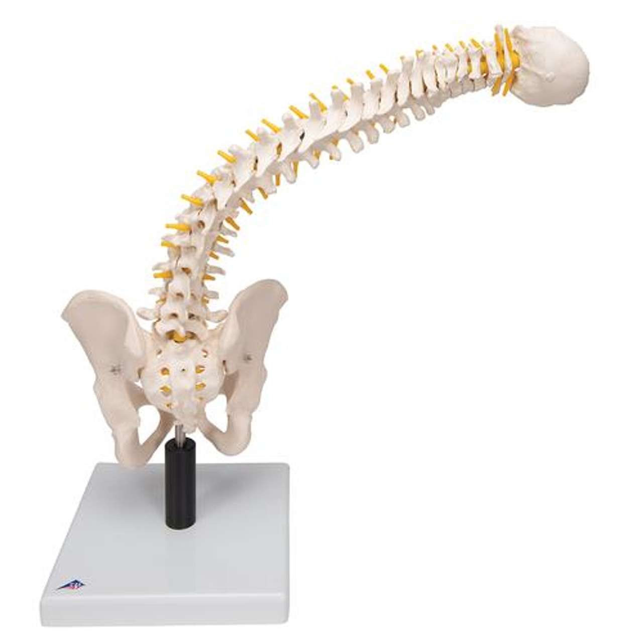 3B Scientific Flexible Human Spine Anatomy Model With Foam