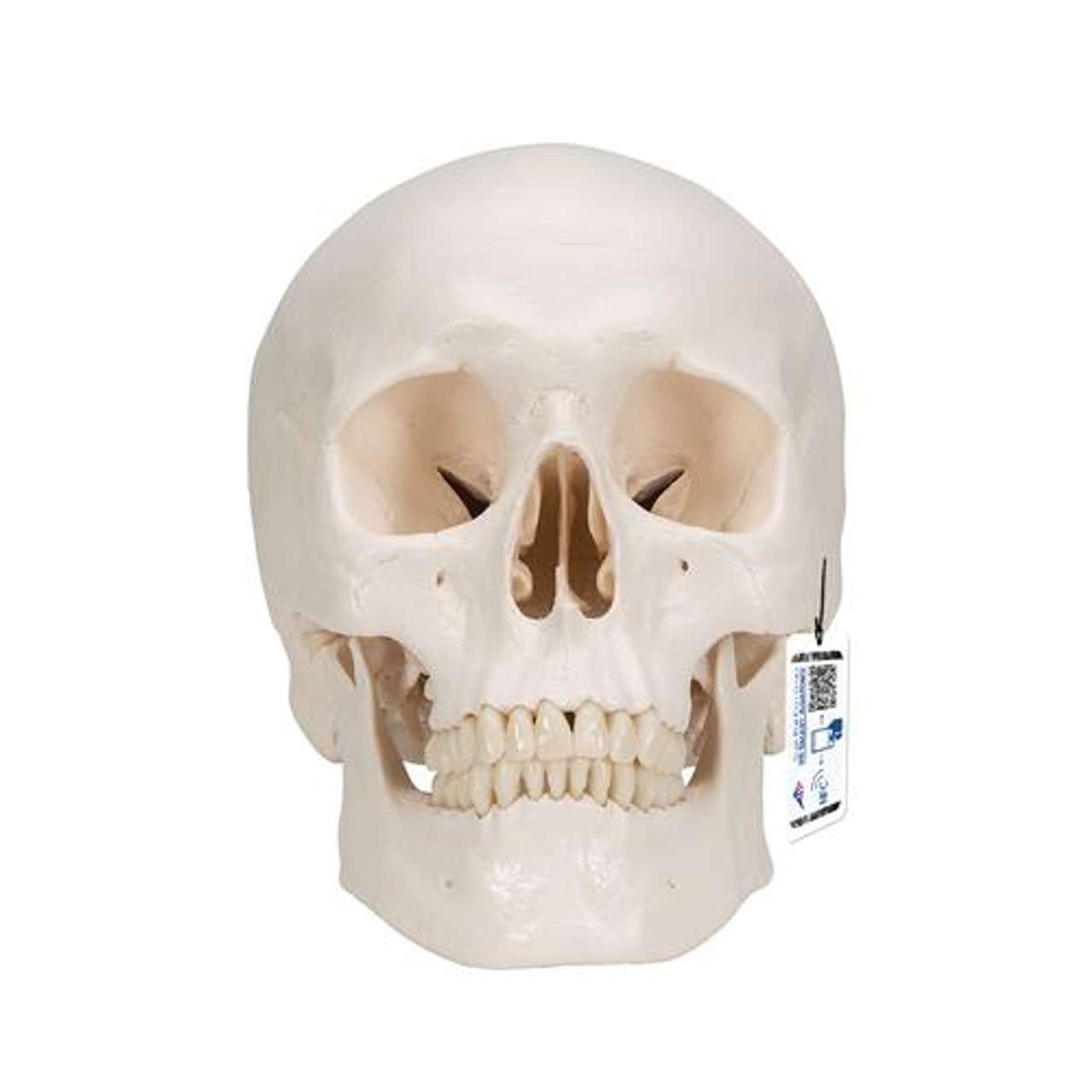 3B Anatomical Model - Classic Human Skull Model with 8 part Brain 3B Anatomical Model - Classic Human Skull Model with 8 part Brain