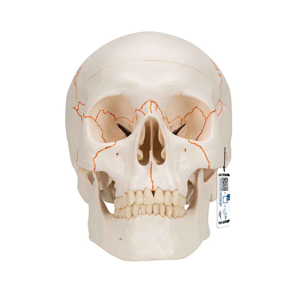 3B Anatomical Model - classic skull, 3 part 3B Anatomical Model - classic skull, 3 part