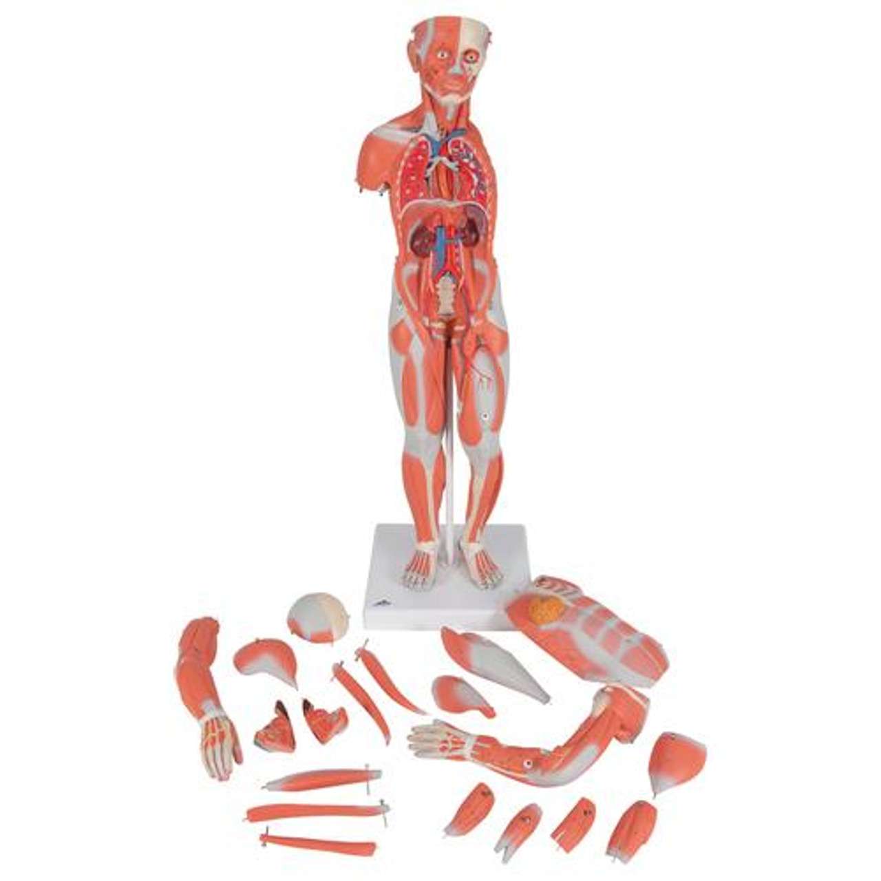 3B Anatomical Model - 1/2 Life-Size Complete Human Female Muscle Figure 21 part 3B Anatomical Model - 1/2 Life-Size Complete Human Female Muscle Figure 21 part