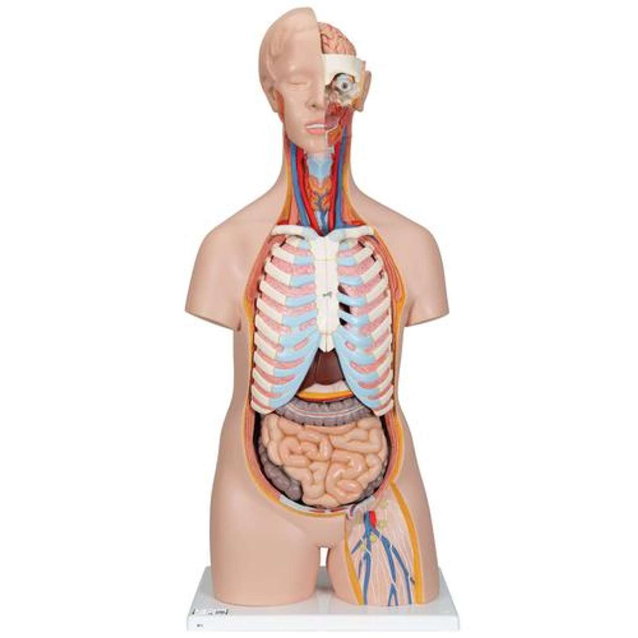 3B Anatomical Model - Classic Unisex Human Torso Model, 16 part 3B Anatomical Model - Classic Unisex Human Torso Model, 16 part