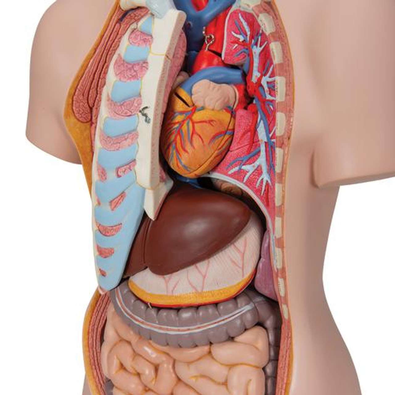 3B Anatomical Model - Classic Unisex Human Torso Model, 16 part 3B Anatomical Model - Classic Unisex Human Torso Model, 16 part