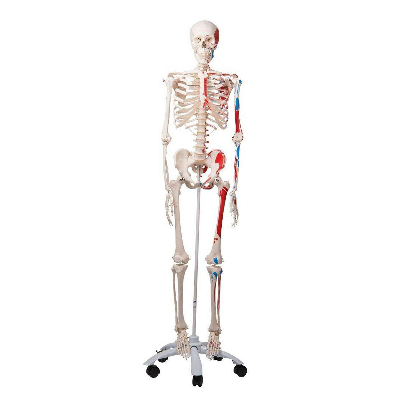 3B Scientific Max The Muscle Skeleton Anatomy Model