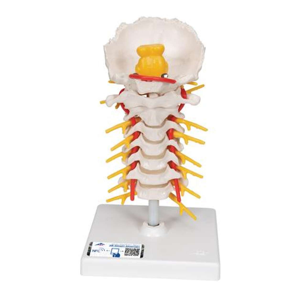 3B Anatomical Model - Cervical Human Spinal Column Model 3B Anatomical Model - Cervical Human Spinal Column Model