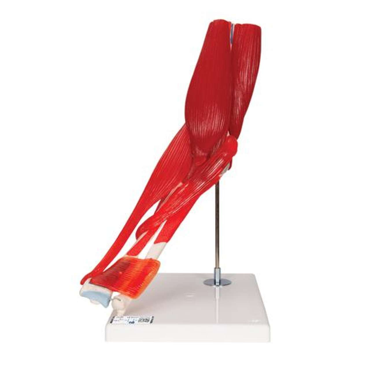 3B Anatomical Model - elbow joint with removable muscles, 8-part 3B Anatomical Model - elbow joint with removable muscles, 8-part